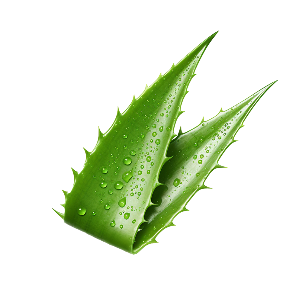 ai genererad aloe vera png isolerat på transparent bakgrund