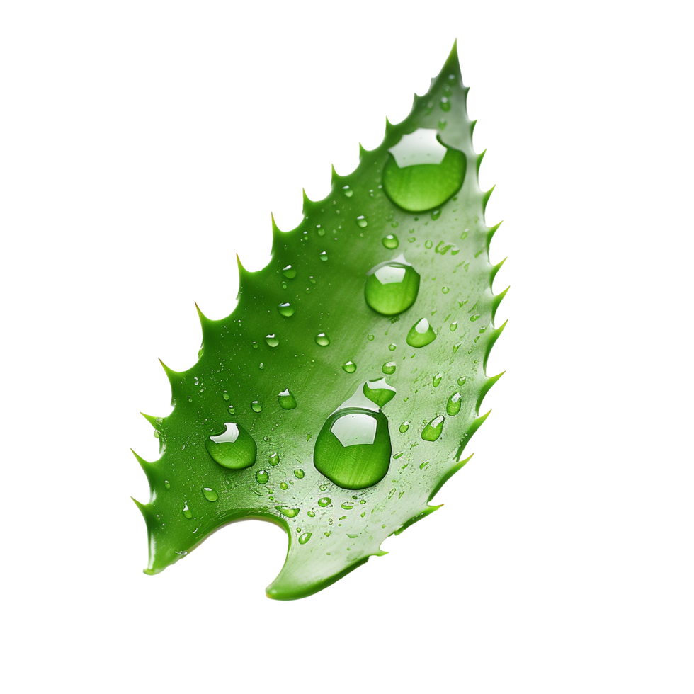 AI generated Aloe vera png isolated on transparent background