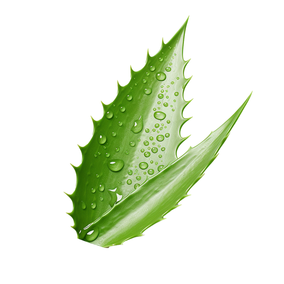 AI generated Aloe vera png isolated on transparent background