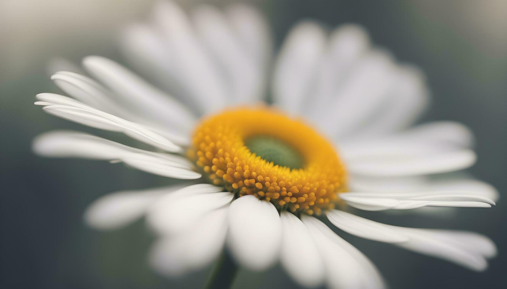 ai generado un cerca arriba de un soltero blanco margarita foto