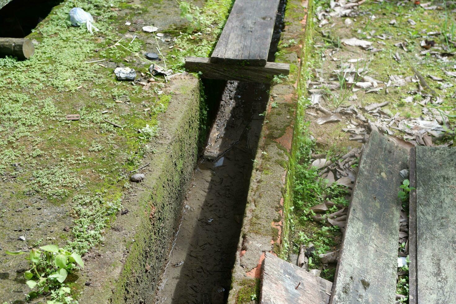 The small ditch where the water is drained is filled with green moss photo