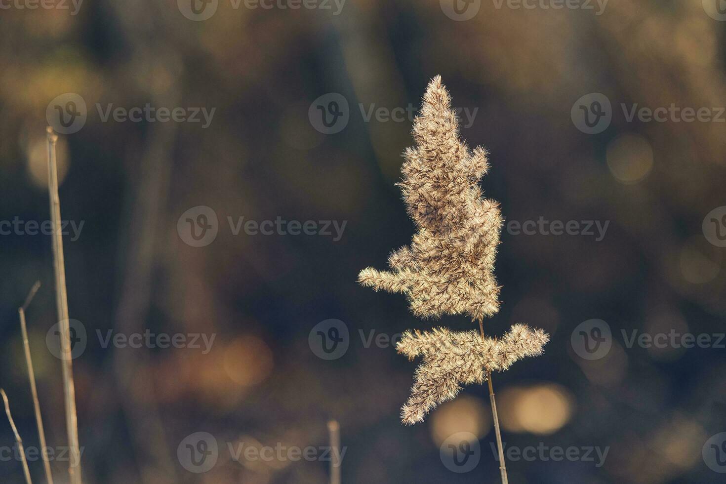 Reed grass top glowing in direct sunlight photo