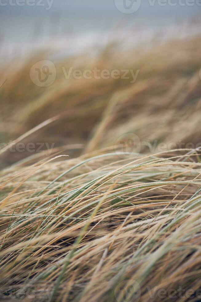 frozen grass Dunes in Denmark photo