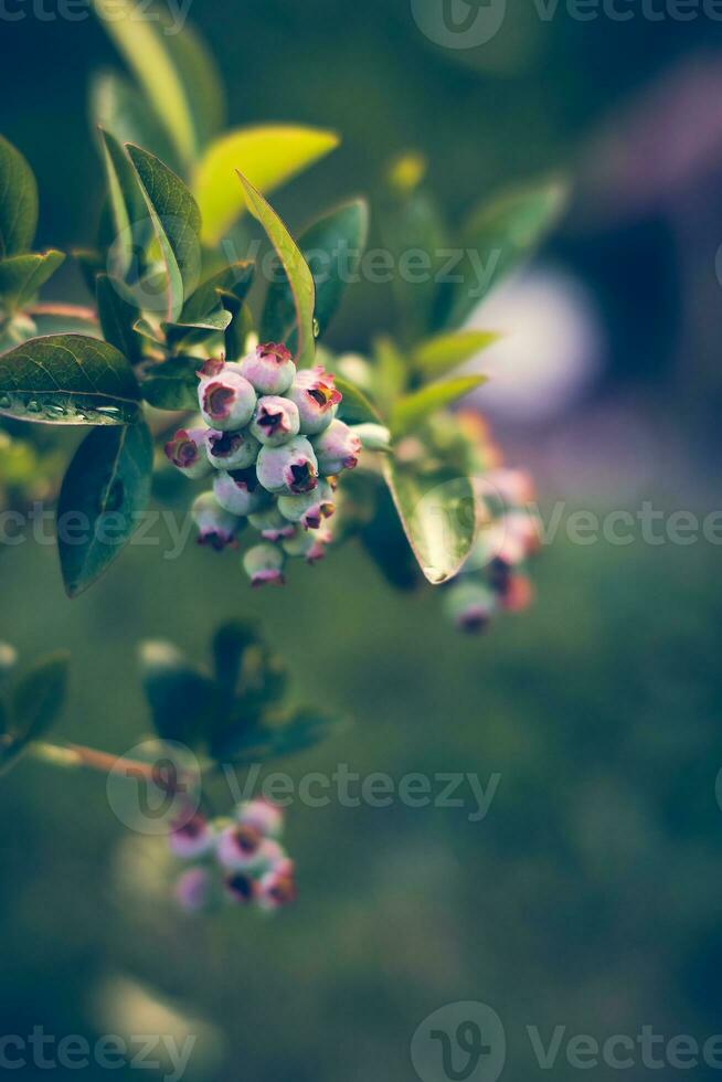 not yet ripe blueberries growing in the sunshine photo