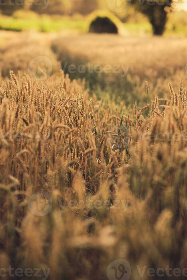 Tracks in wheat field photo