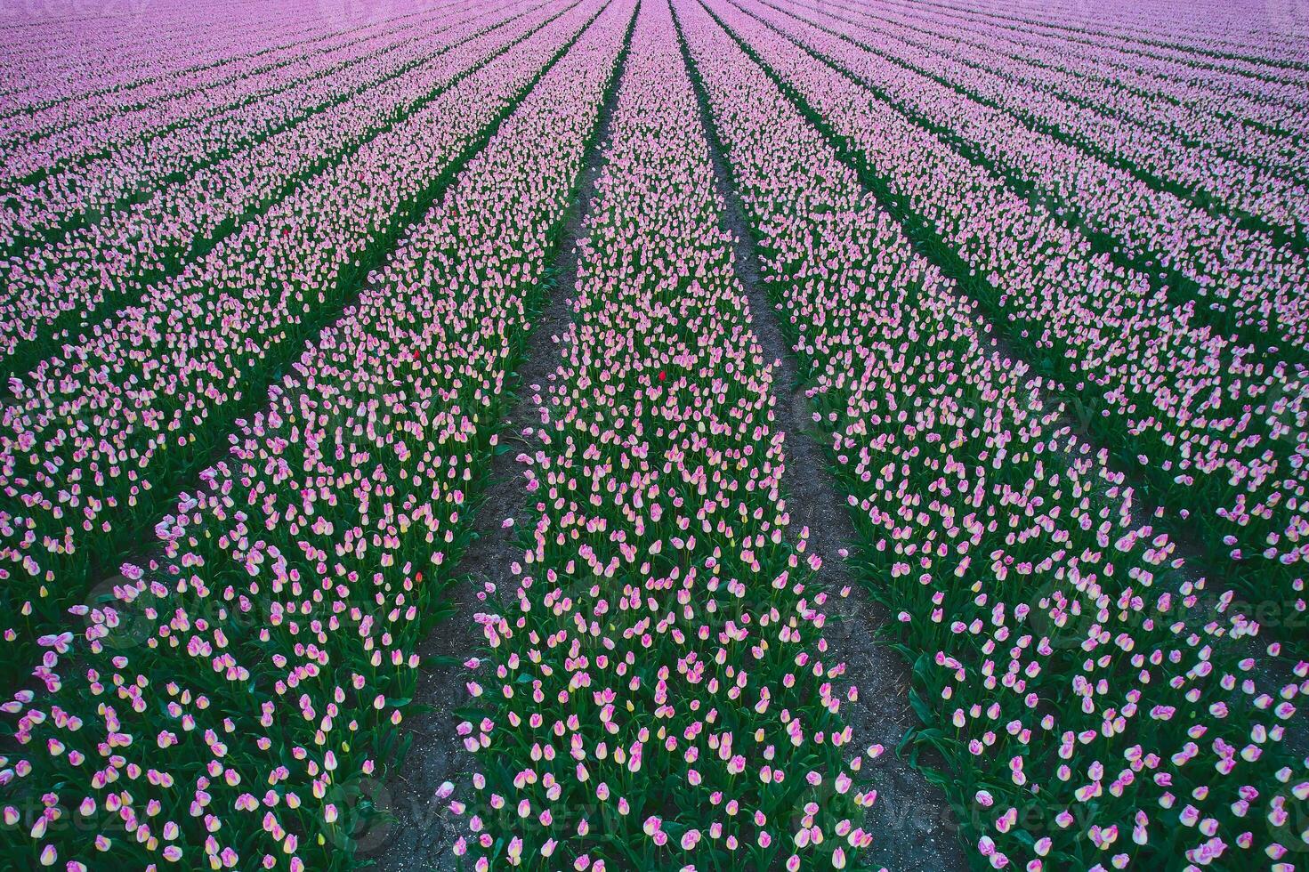 large field of pink tulips netherlands photo