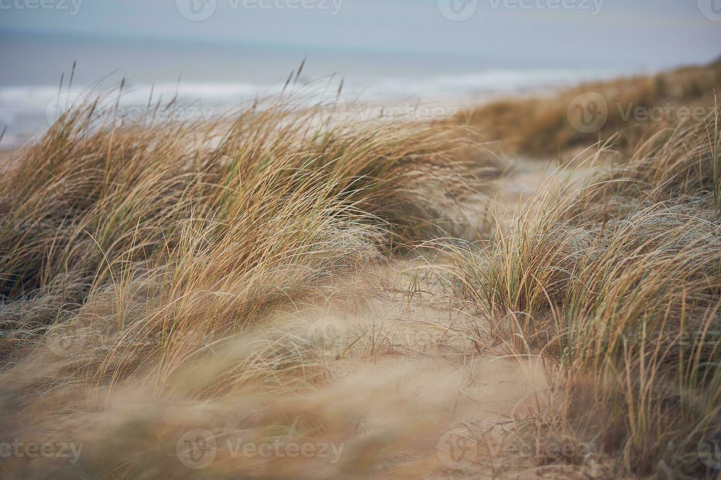 Grass Dunes in Denmark photo