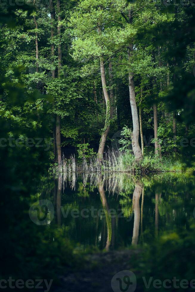 Pond in the woods photo