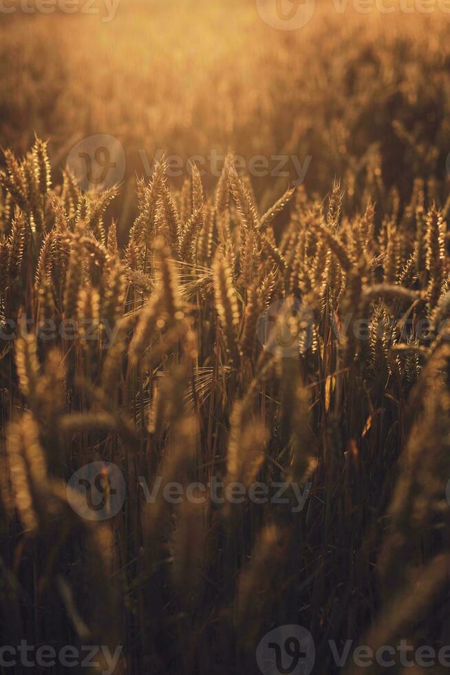 wheat field in sunset photo