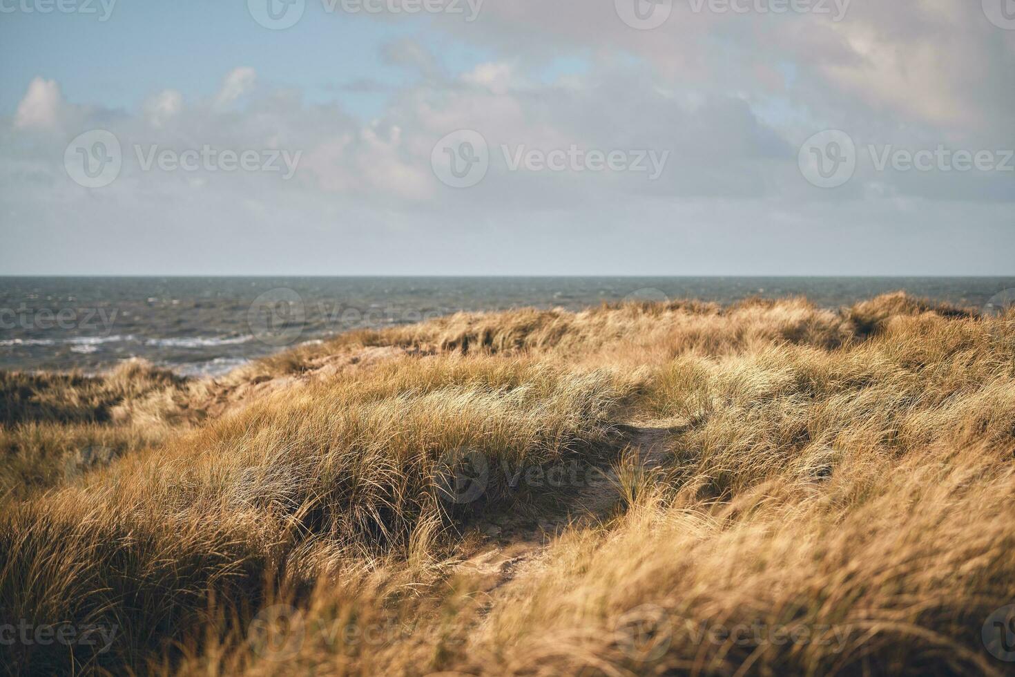 dunas y Oceano a Dinamarca costa foto