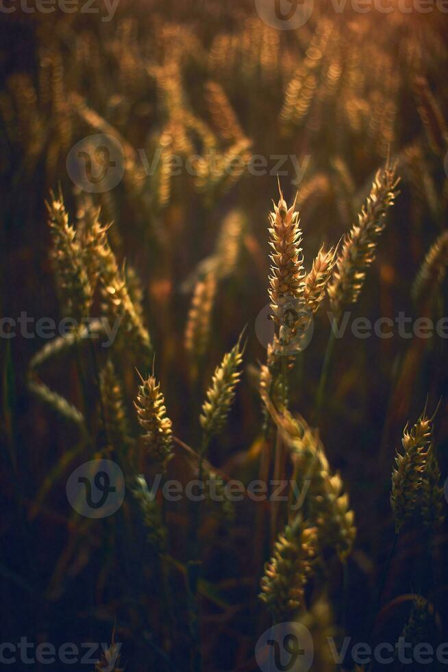 Wheat in sunset light close up photo