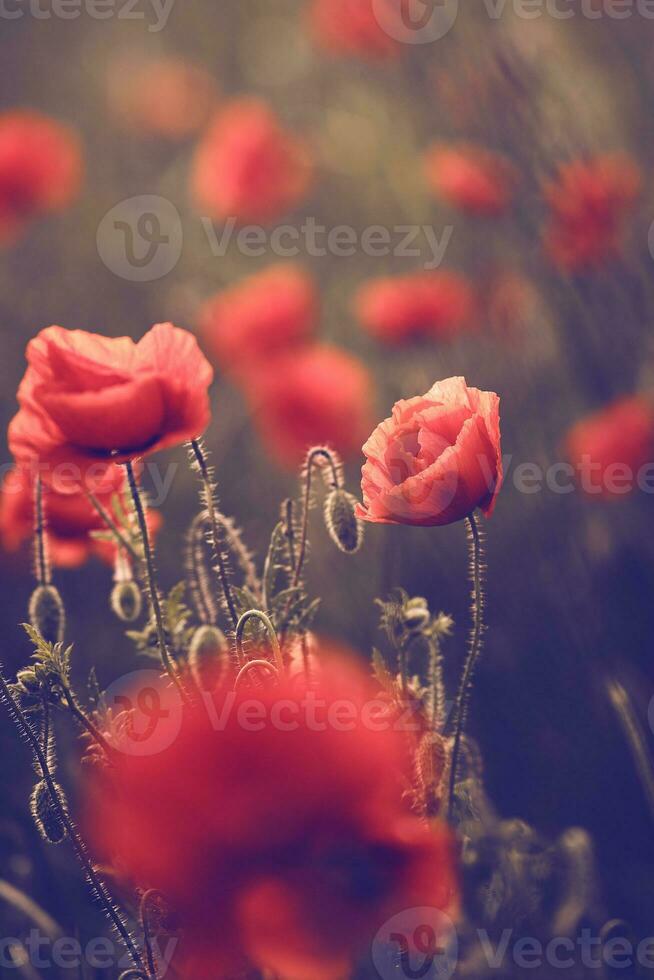 amapolas en luz de sol en un campo. foto