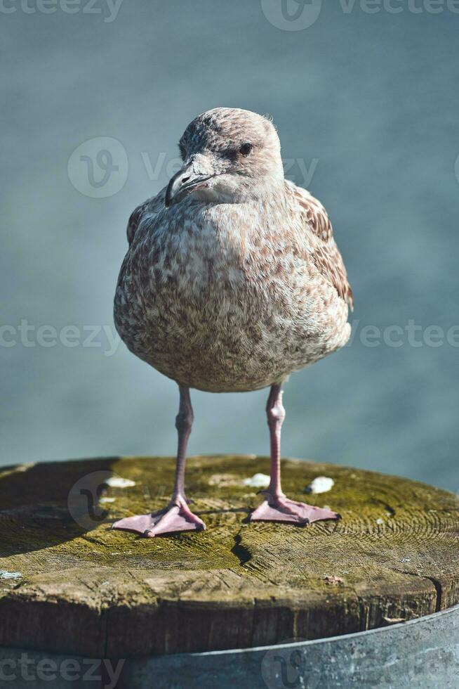 Seagull standing on pole at harbour photo