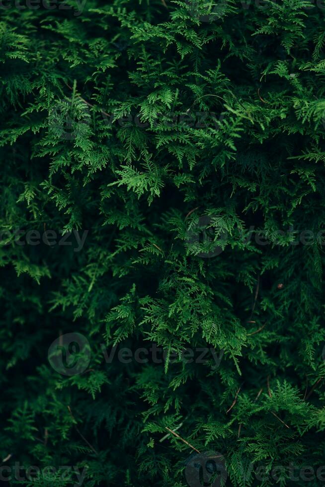 Moss on forest ground photo