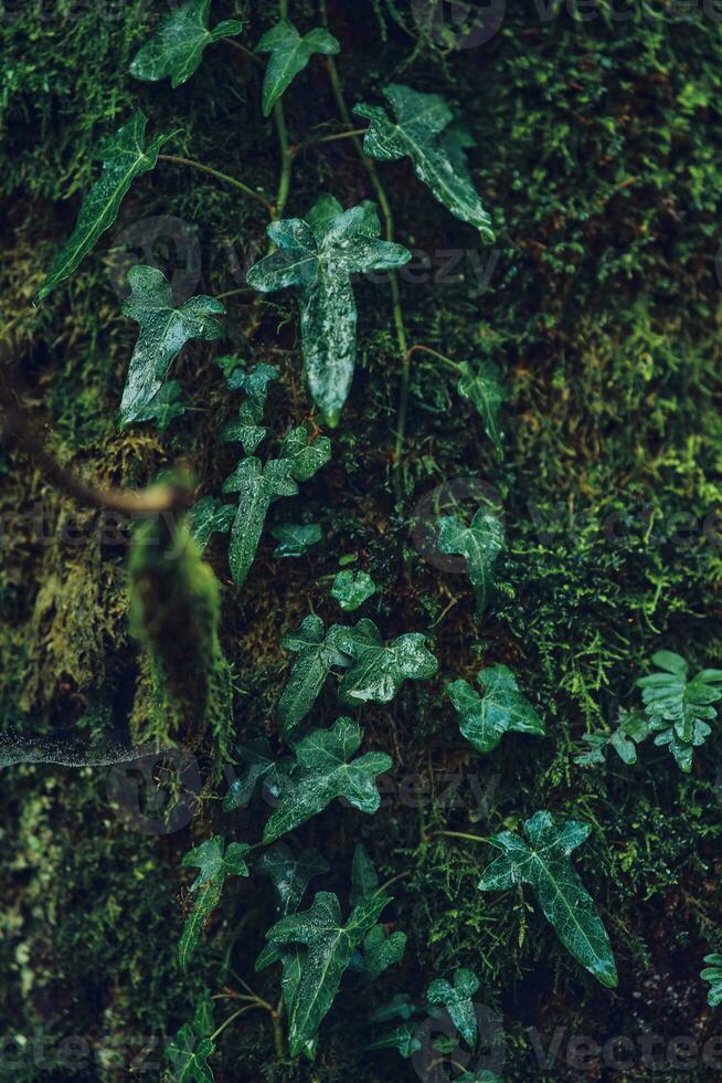 Vine and moss growing on a tree photo