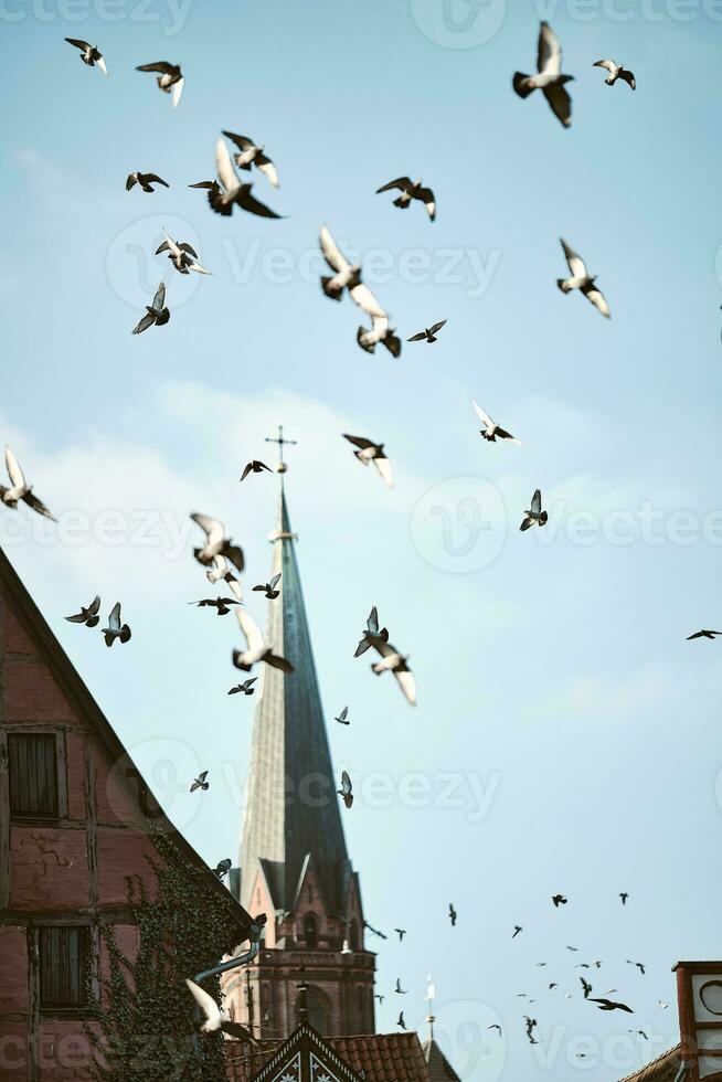 Pigeons flying over city roofs photo