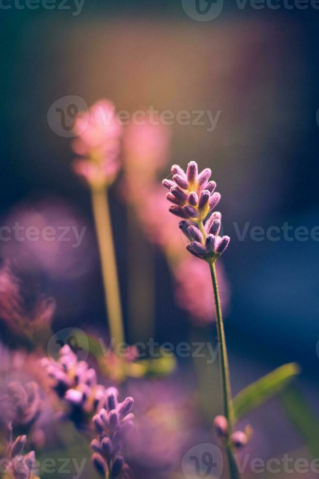 Closeup of lavender in the evening sun photo