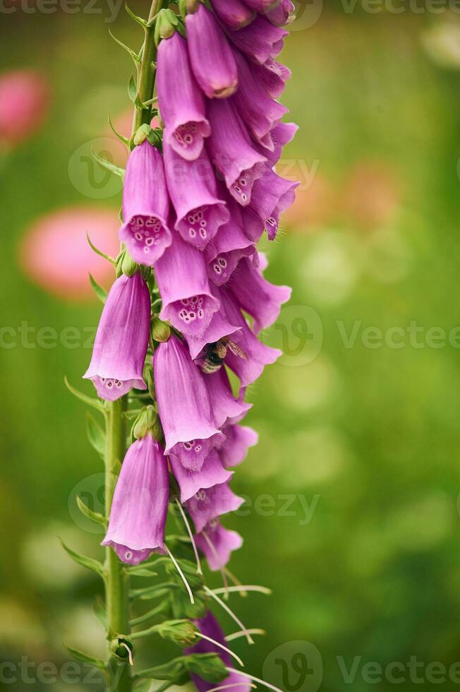 foxglove with Bumblebee photo