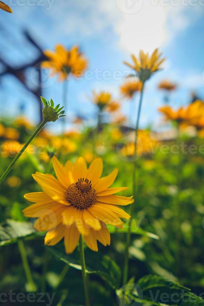 heliopsis verano Dom flor foto