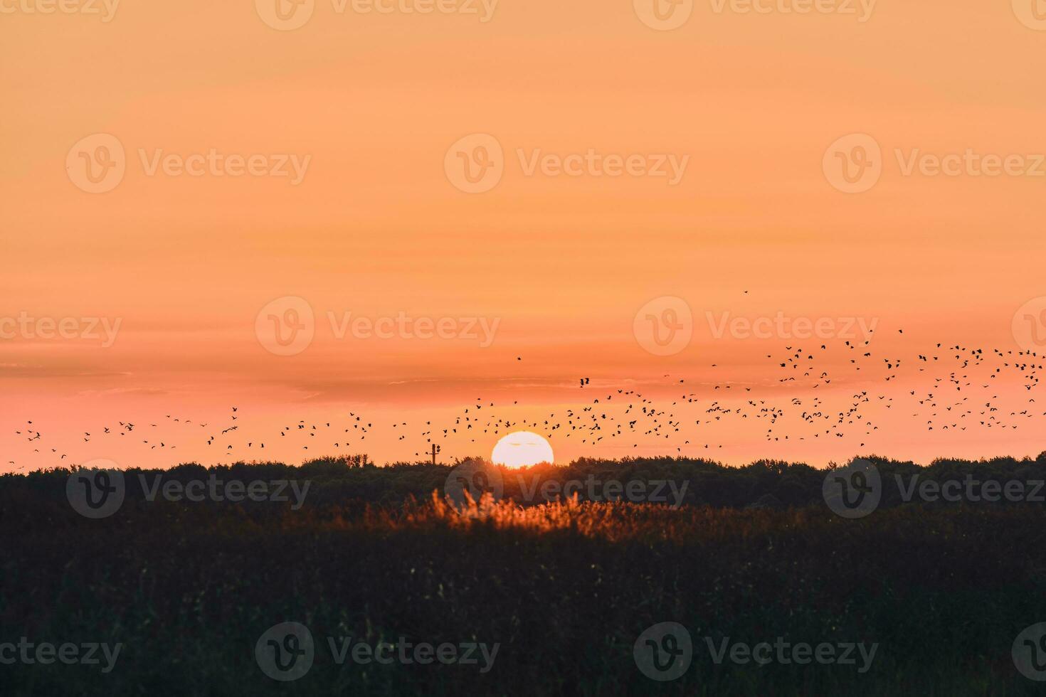 Birds in the sunset in northern Germany photo