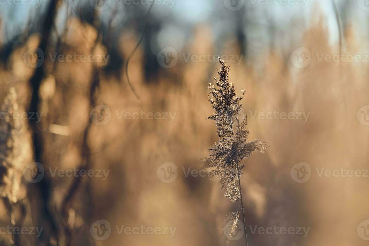 Reed grass in sunlight photo