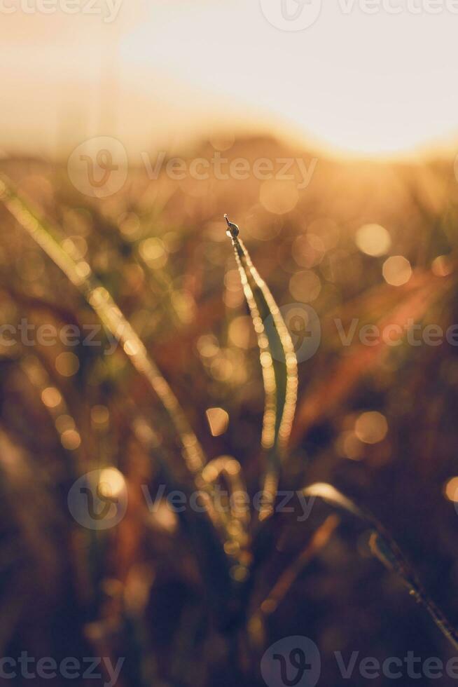 Leaf with a droplet in the morning light photo