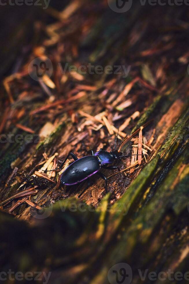 Carabus problematicus in the forest photo