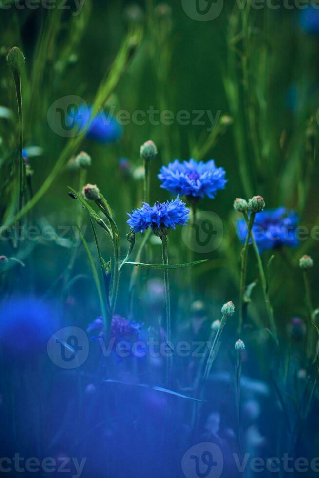 deep blue cornflower field photo