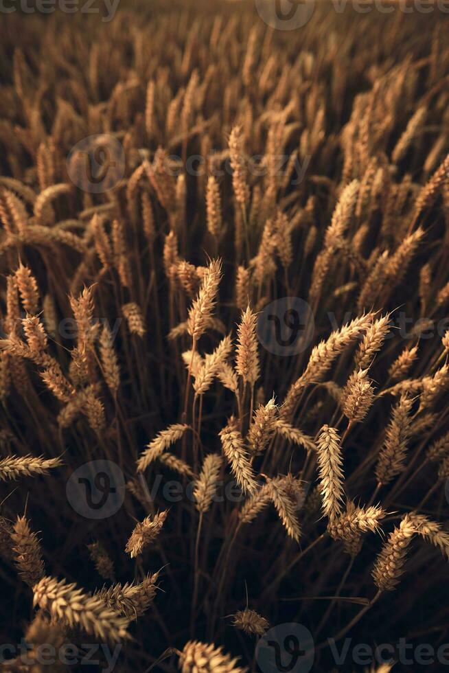 Wheat field closeup summer photo