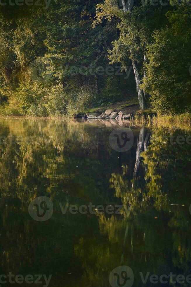 Lakeshore in the woods in soft morning light photo