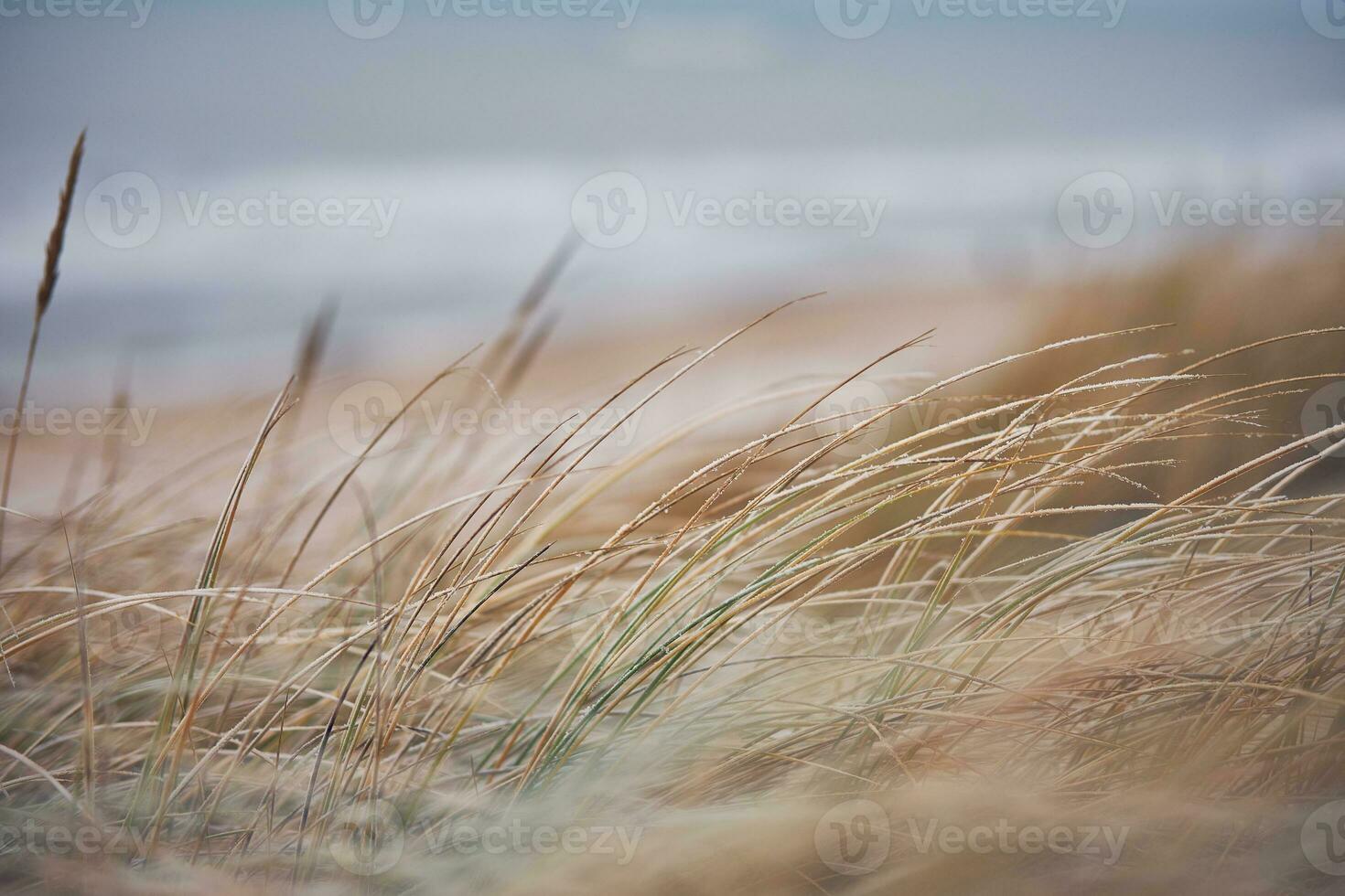 Grass Dunes in Denmark photo