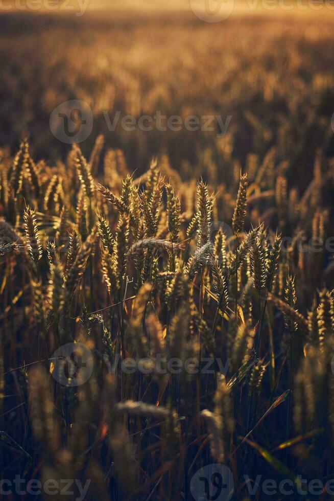 Sunset wheat field photo