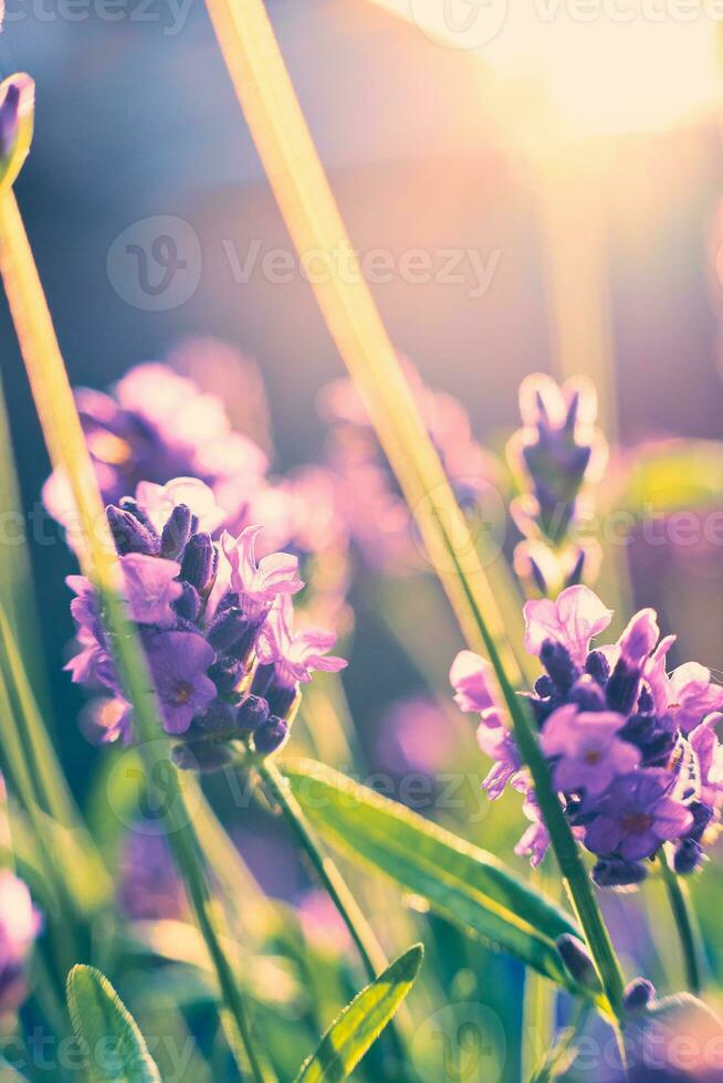 de cerca de lavanda cierne en luz de sol foto