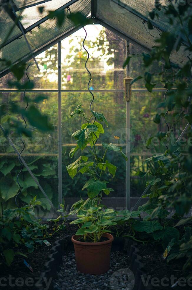 plantas gorjeando dentro invernadero foto