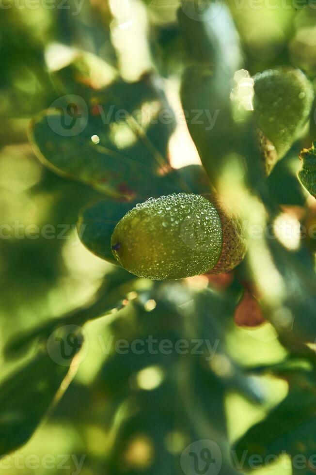Dew covered acorn in sunlight photo