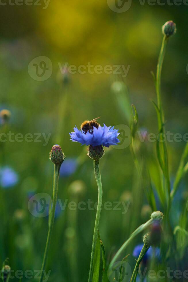 Small bee collecting pollen from blue cornflower photo