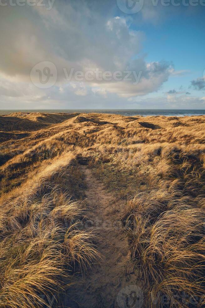 Grass Dunes in Denmark photo