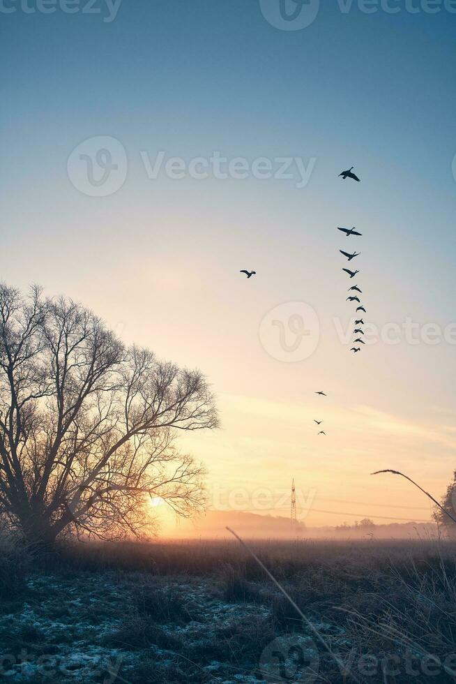 Flock of geese flying South photo