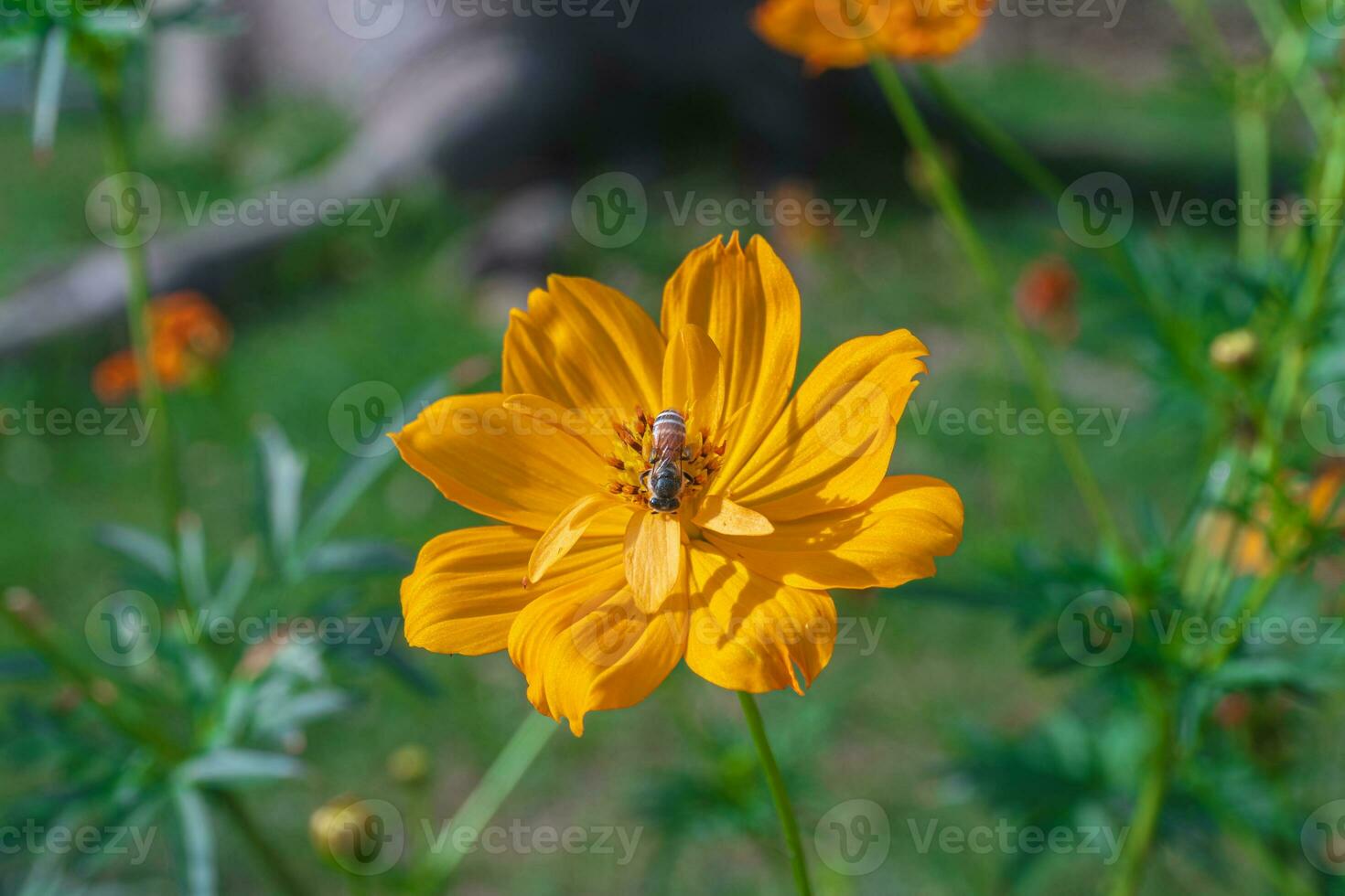 Close up of a bumblebee collects nectar from blooming orange cosmos flower on blurred natural green background with copy space. photo