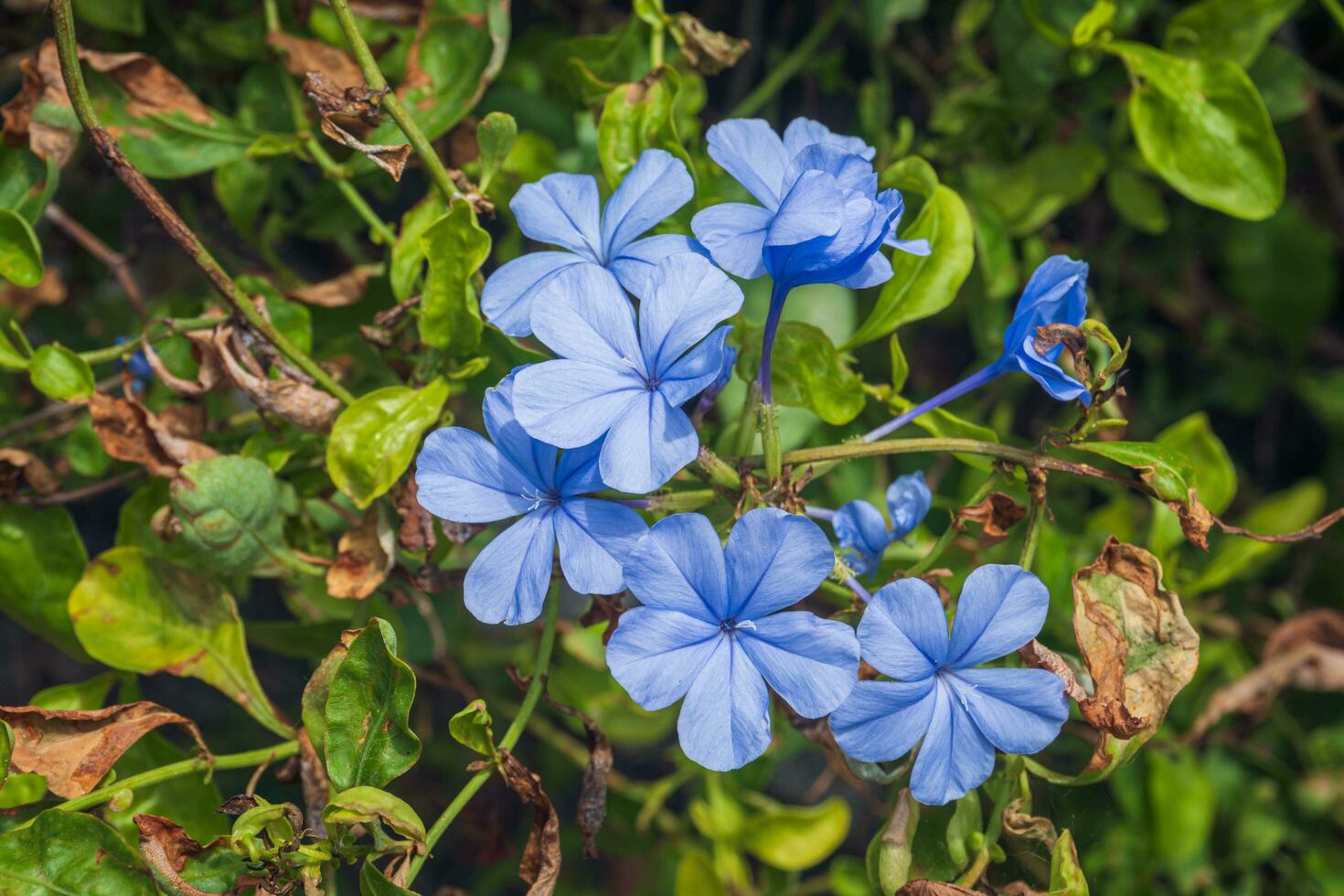 cerca arriba de un floreciente capa leadwort flores plombagina auriculata justicia en borroso natural verde antecedentes foto