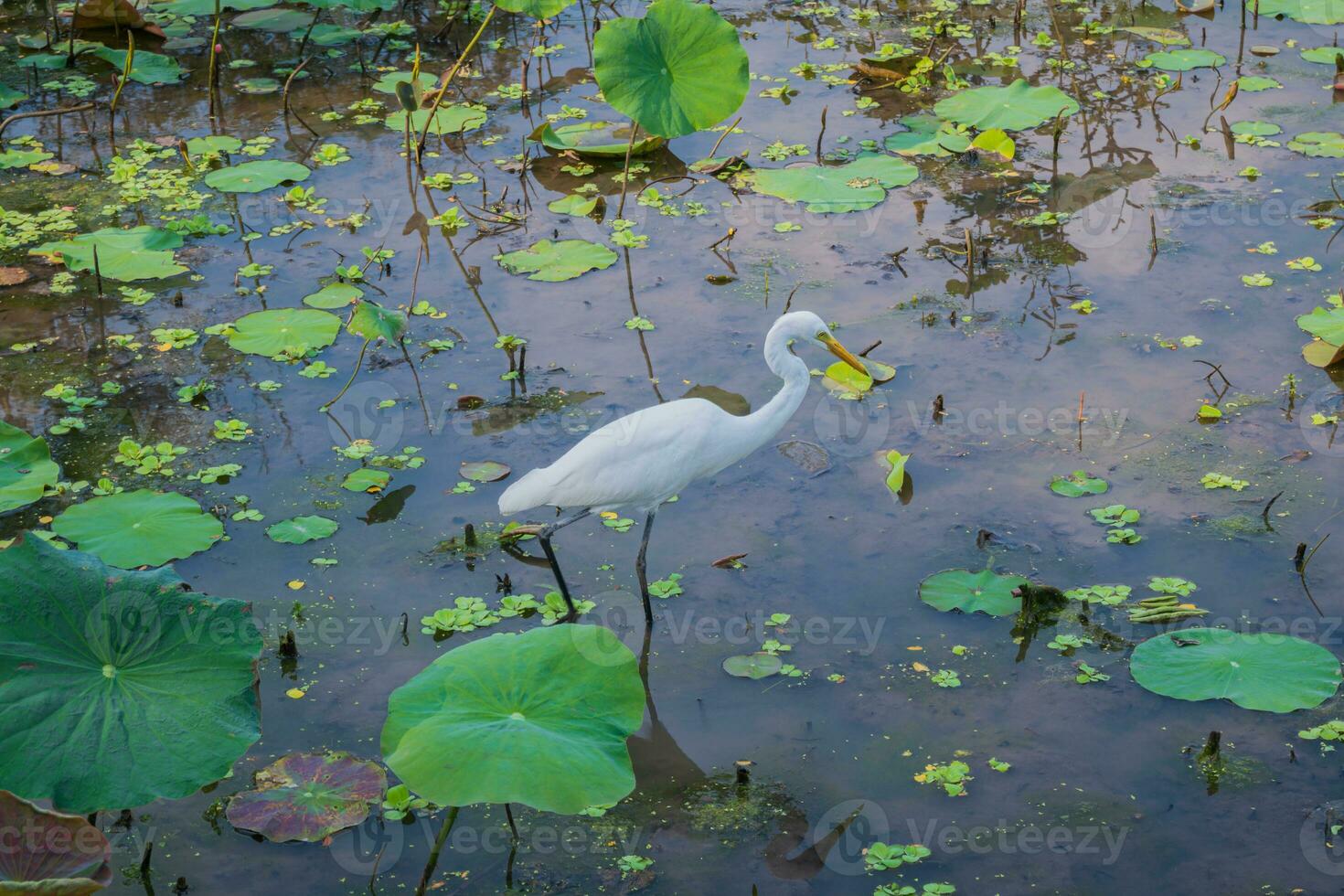 Great egret bird looking for food on lotus pond at Vachirabenjatas Park, Rot Fai Park, Suan Rot Fai Bangkok, Thailand photo