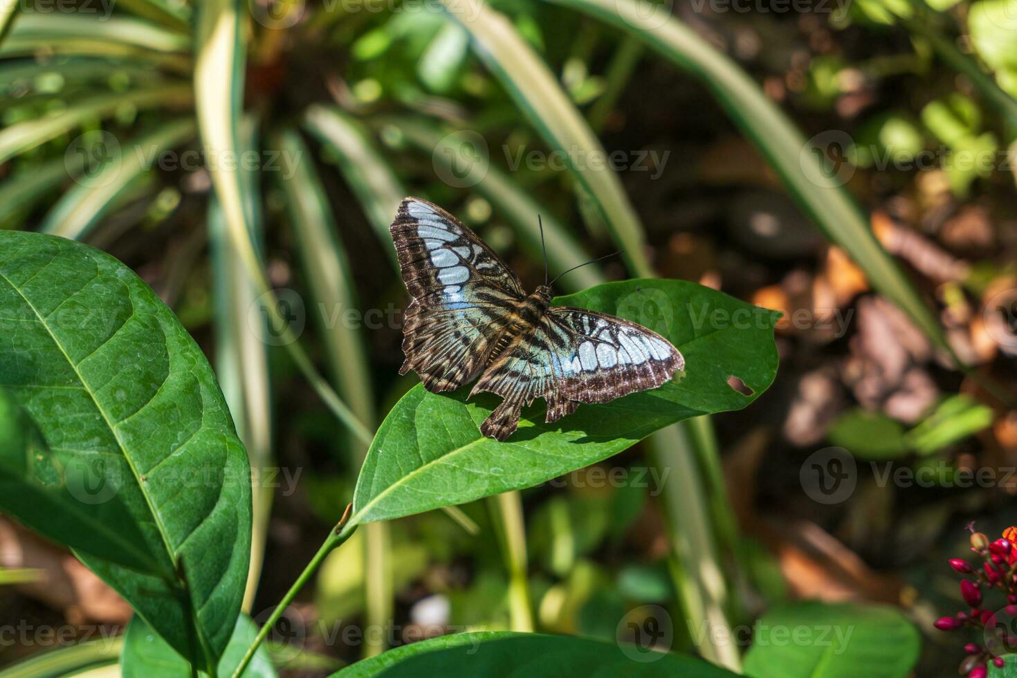 Clipper Butterfly or Parthenos Sylvia spread its broken wings on green leaf blurred background, a large Nymphalid Butterfly from South East Asia photo