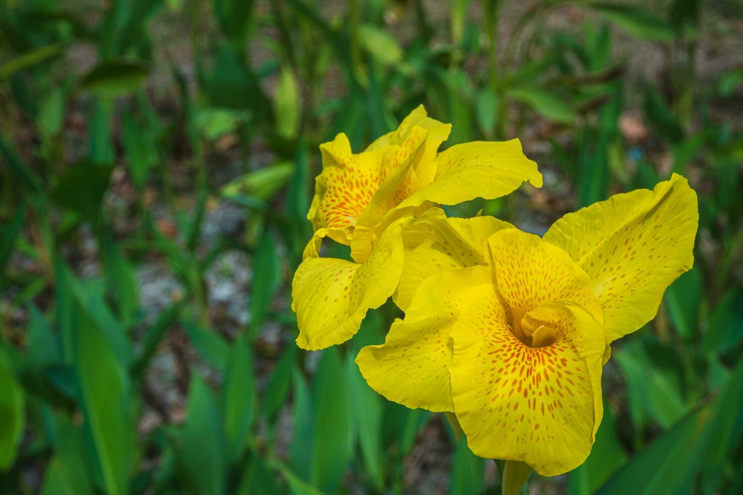 Close up of a blooming speckled yellow Canna Lily flower or India short plant on blurred natural green background with copy space. photo