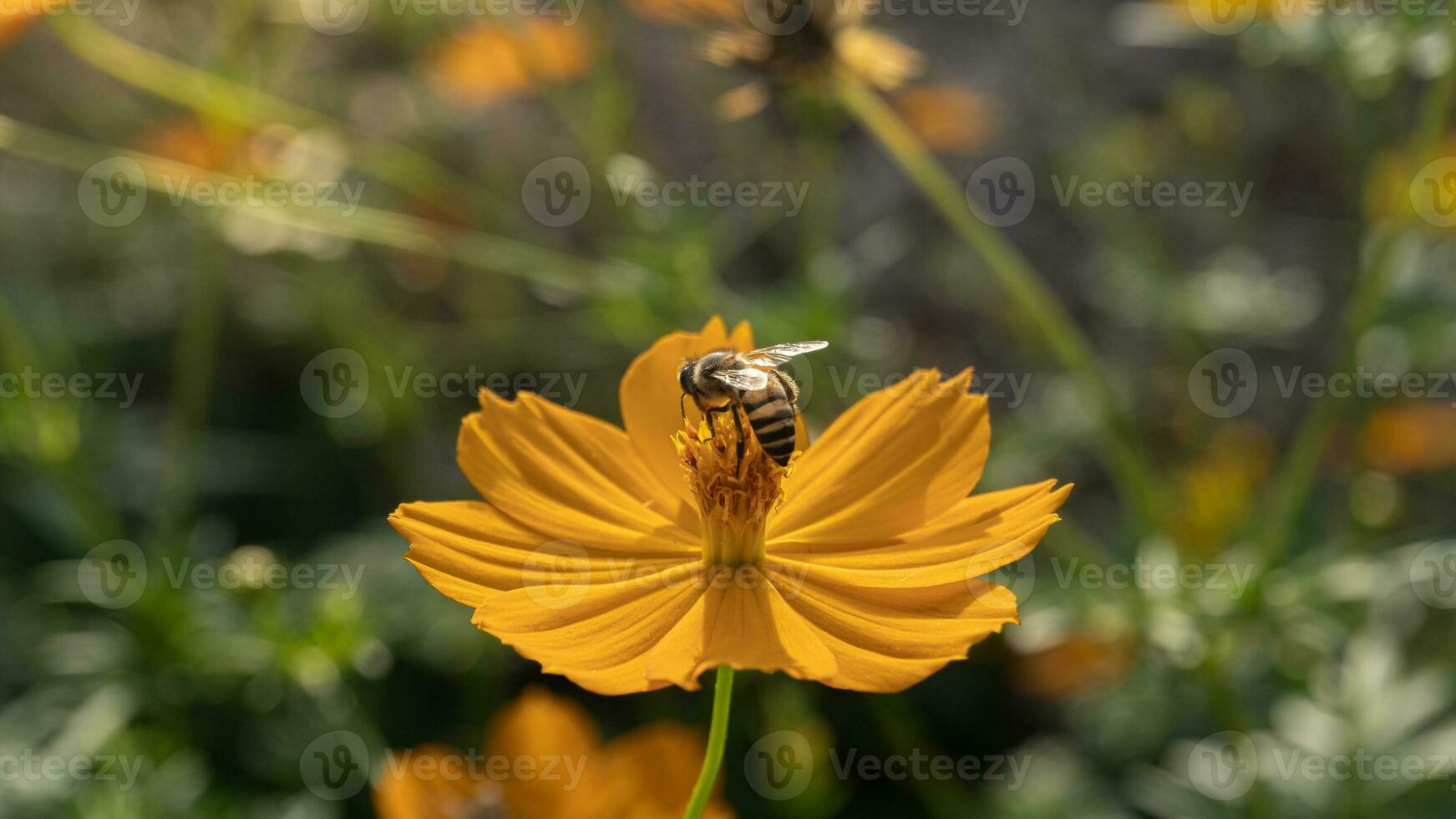 Close up of a bumblebee collects nectar from blooming orange cosmos flower on blurred natural green background with copy space. photo