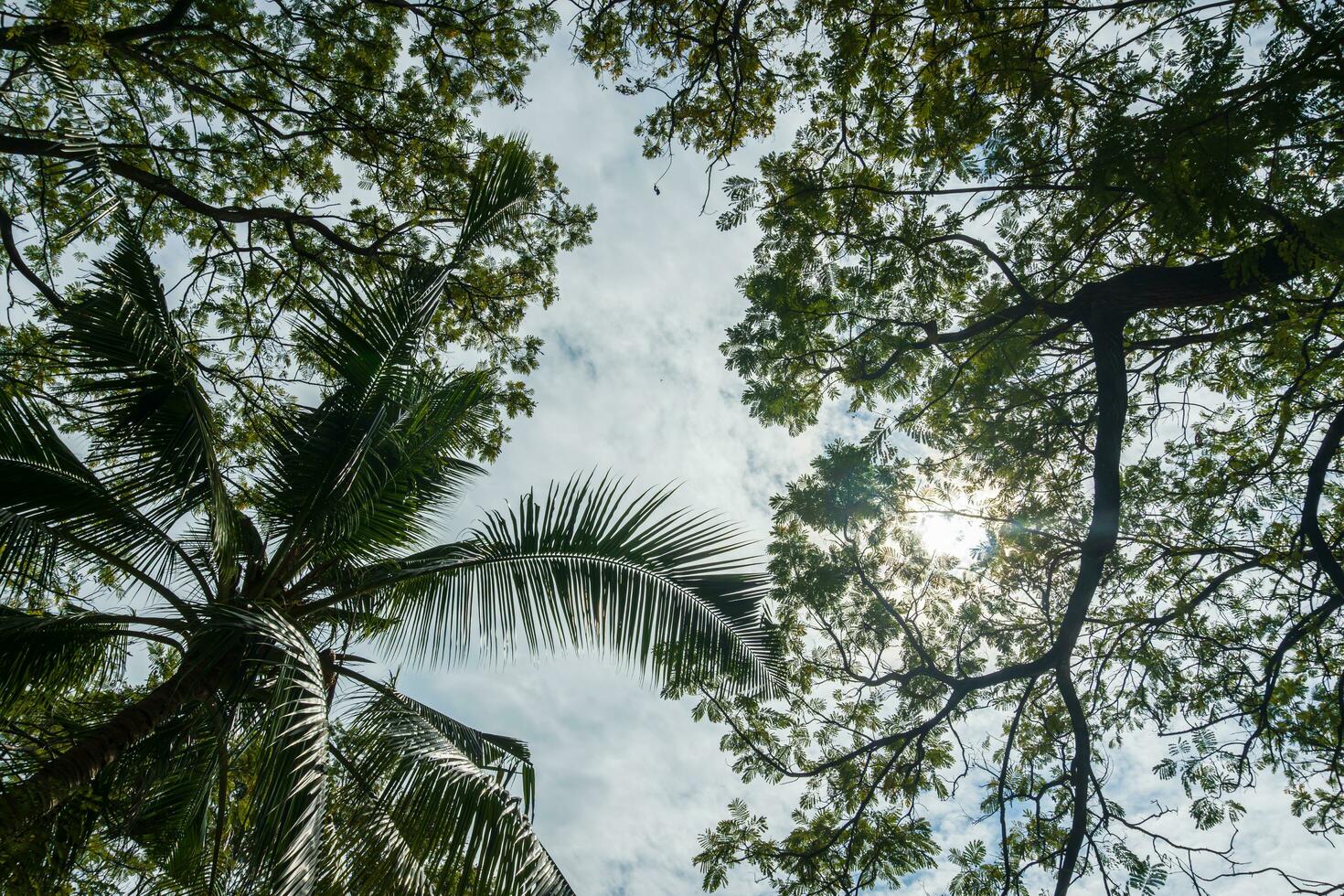 Silhouettes of trees against sky in sunny day at the park, Nonthaburi Province, Thailand photo