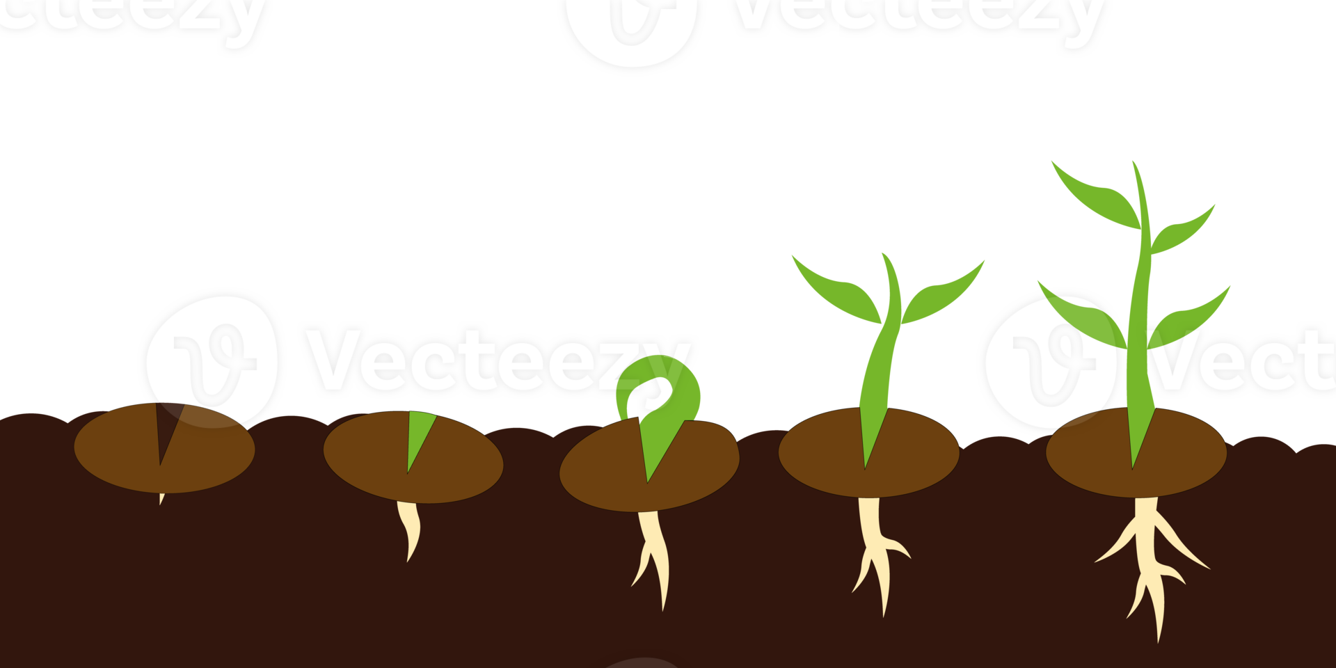 planta semilla germinación proceso etapas png