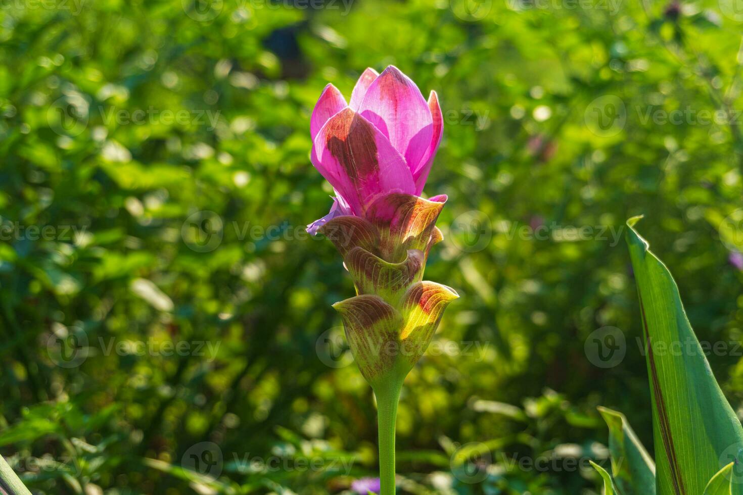 A close up of Pink Siam Tulip or Curcuma alismatifolia in the park with blurred natural green background. photo