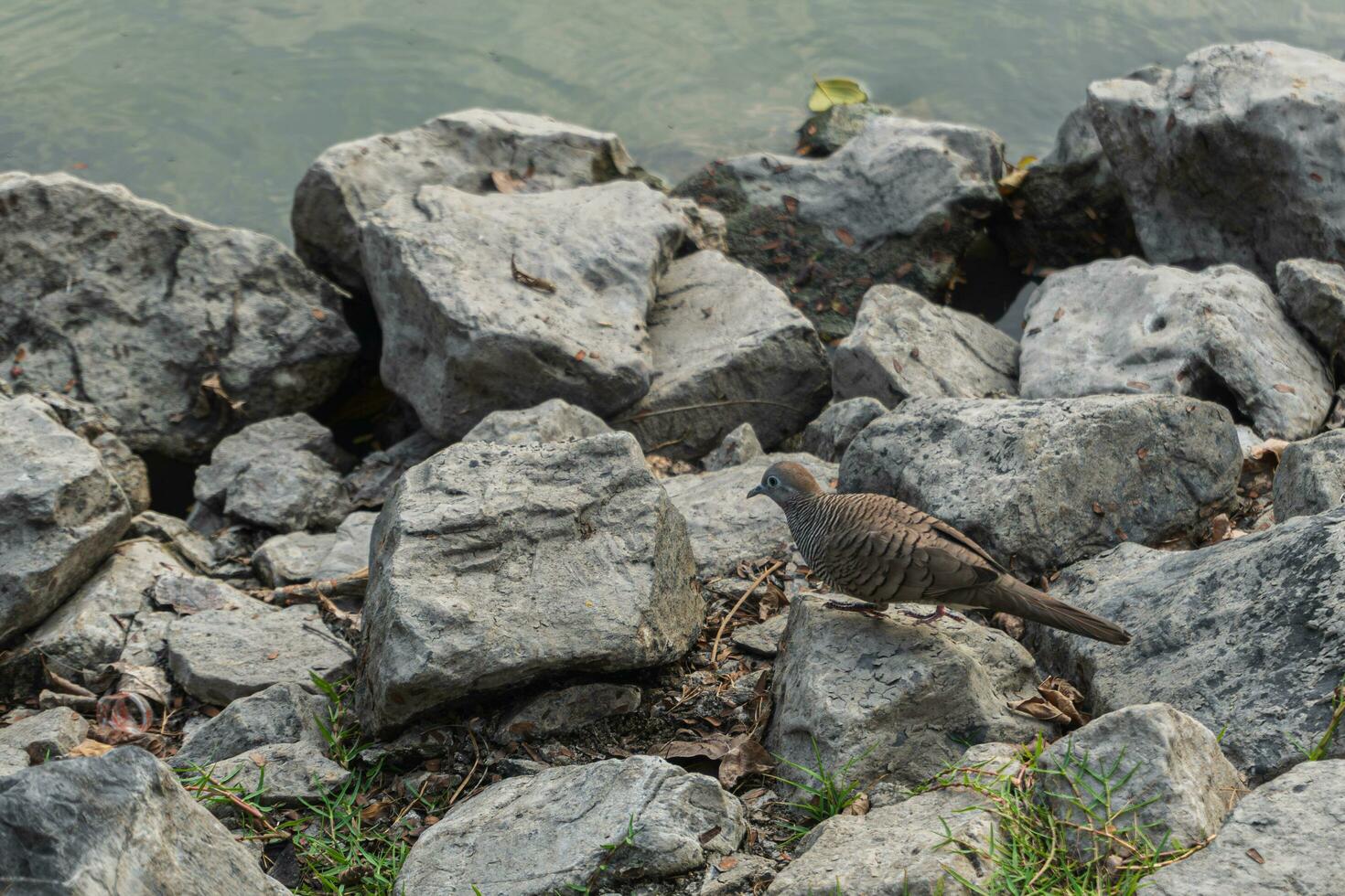 A zebra dove walks on the rocks near the pond  at Makut Rommayasaran Park, Nonthaburi, Thailand photo