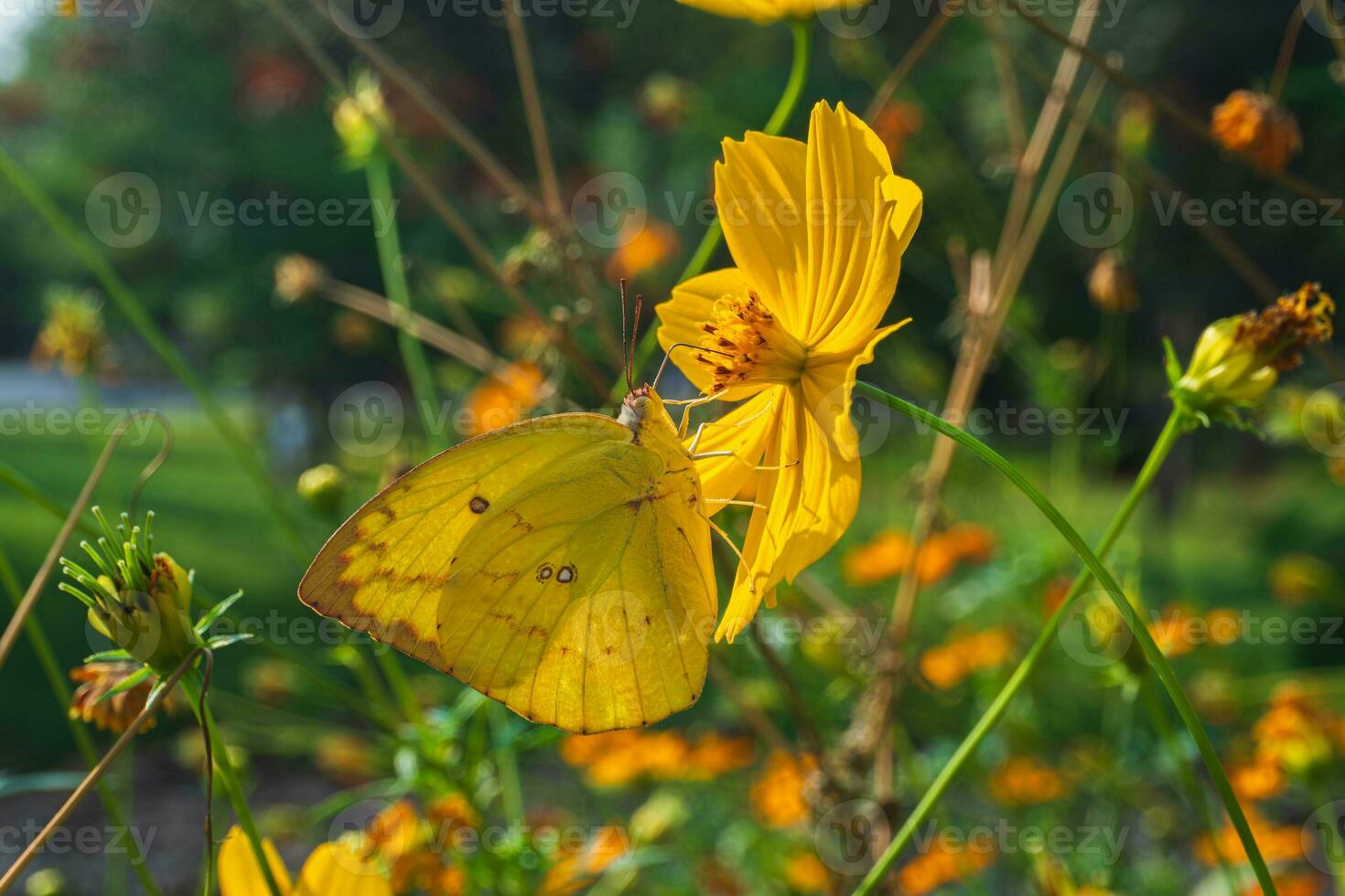 Close up of yellow butterfly or lemon Emigrant or Common Emigrant Butterfly on blooming yellow cosmos flower with blurred green garden background photo
