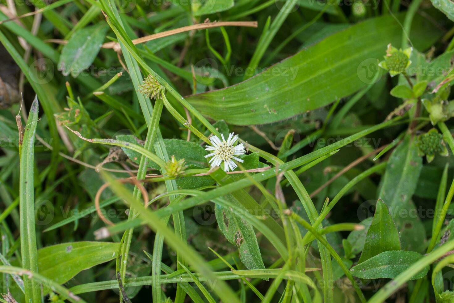 Eclipta prostrata False daisy, White head, Yerbadetajo.Photo of Eclipta Alba, Eclipta Prostrata or Bhringraj flowers, also known as False Daisy, on green background, herbal medicinal plants effective photo